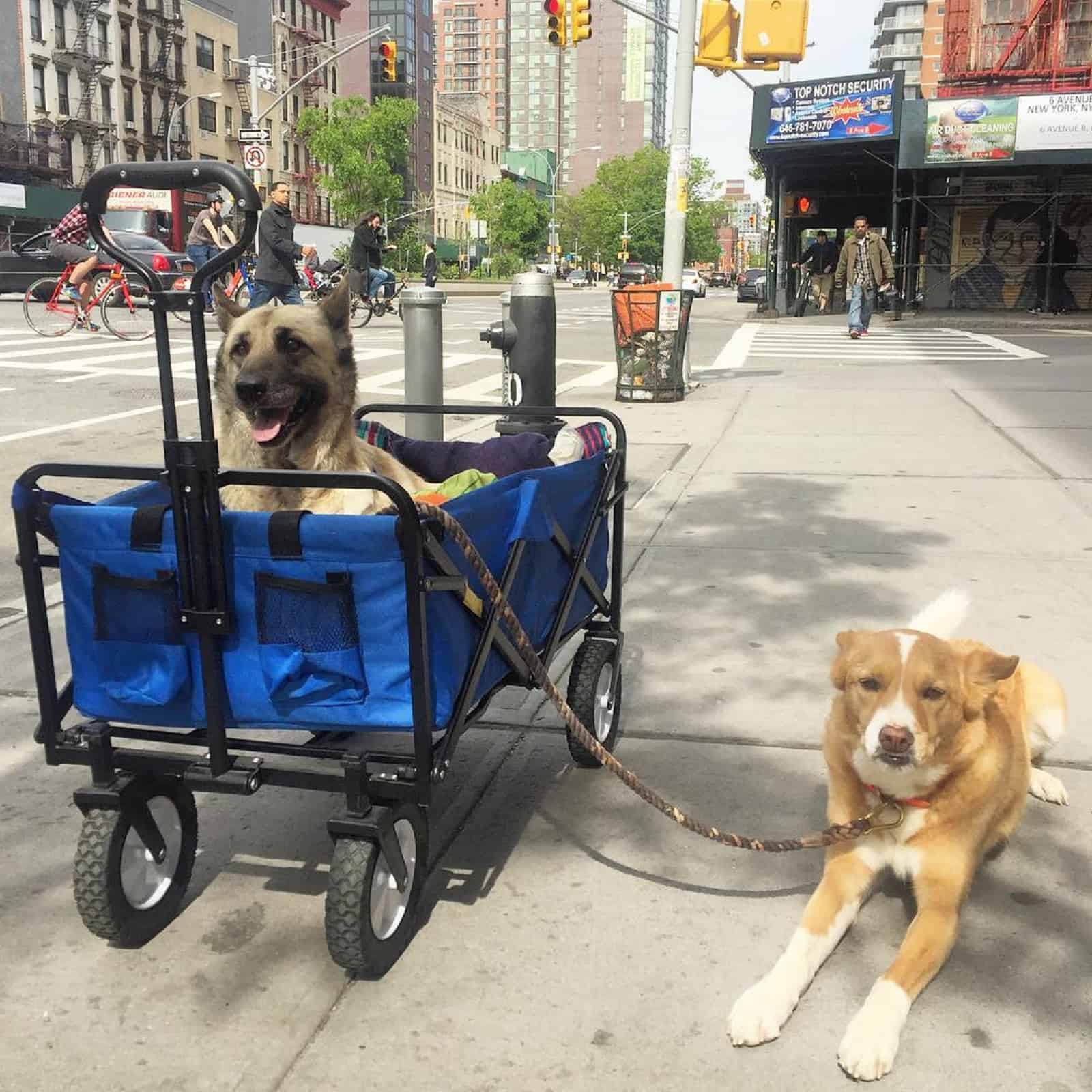 german shepherd dog in a stroller and another dog beside him on the street