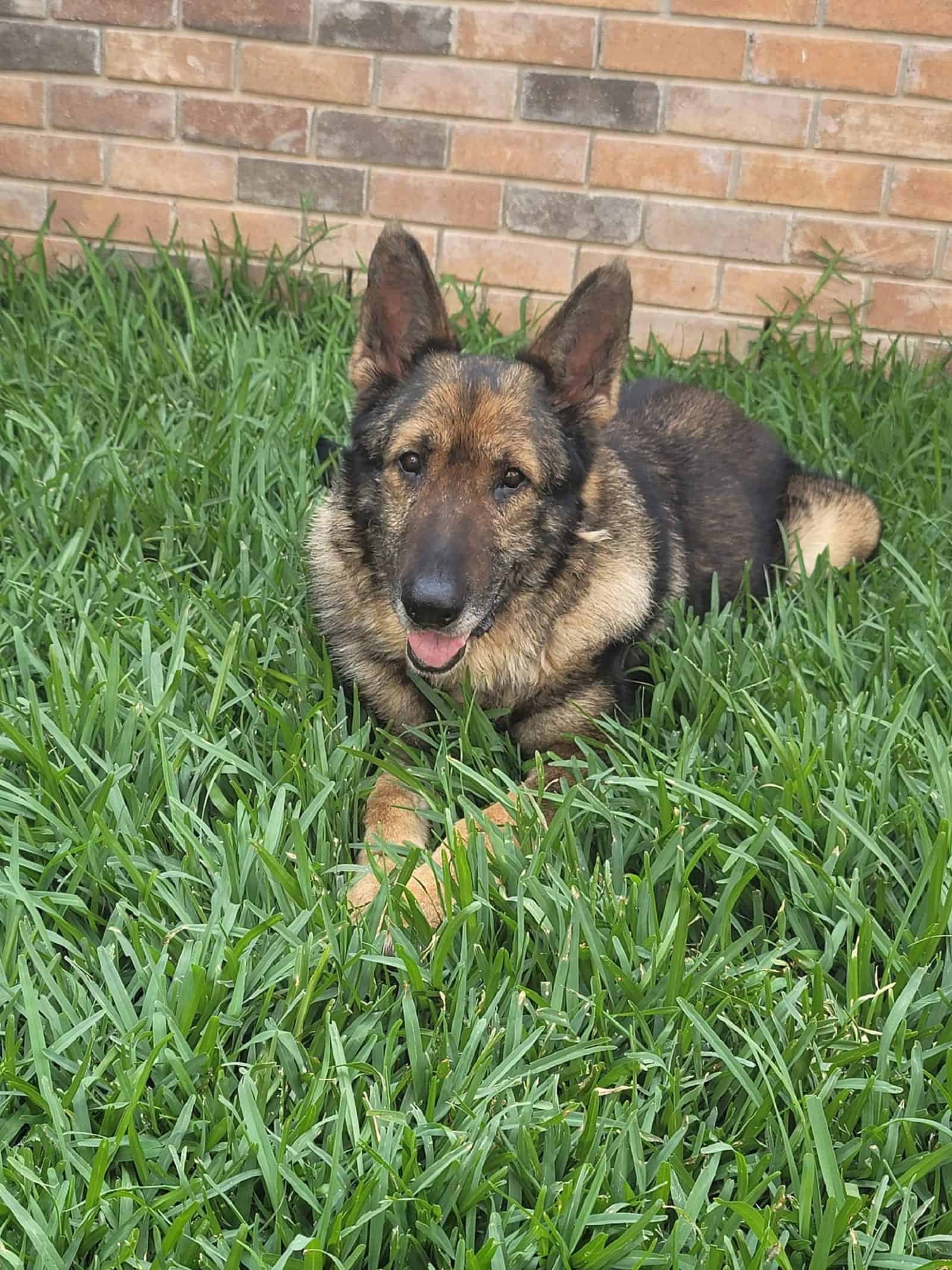 german shepherd dog lying down on the grass