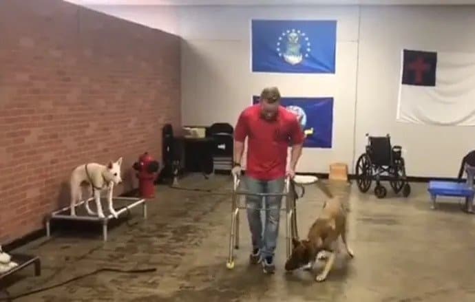 german shepherd dog sniffing man with walker during test for service dog