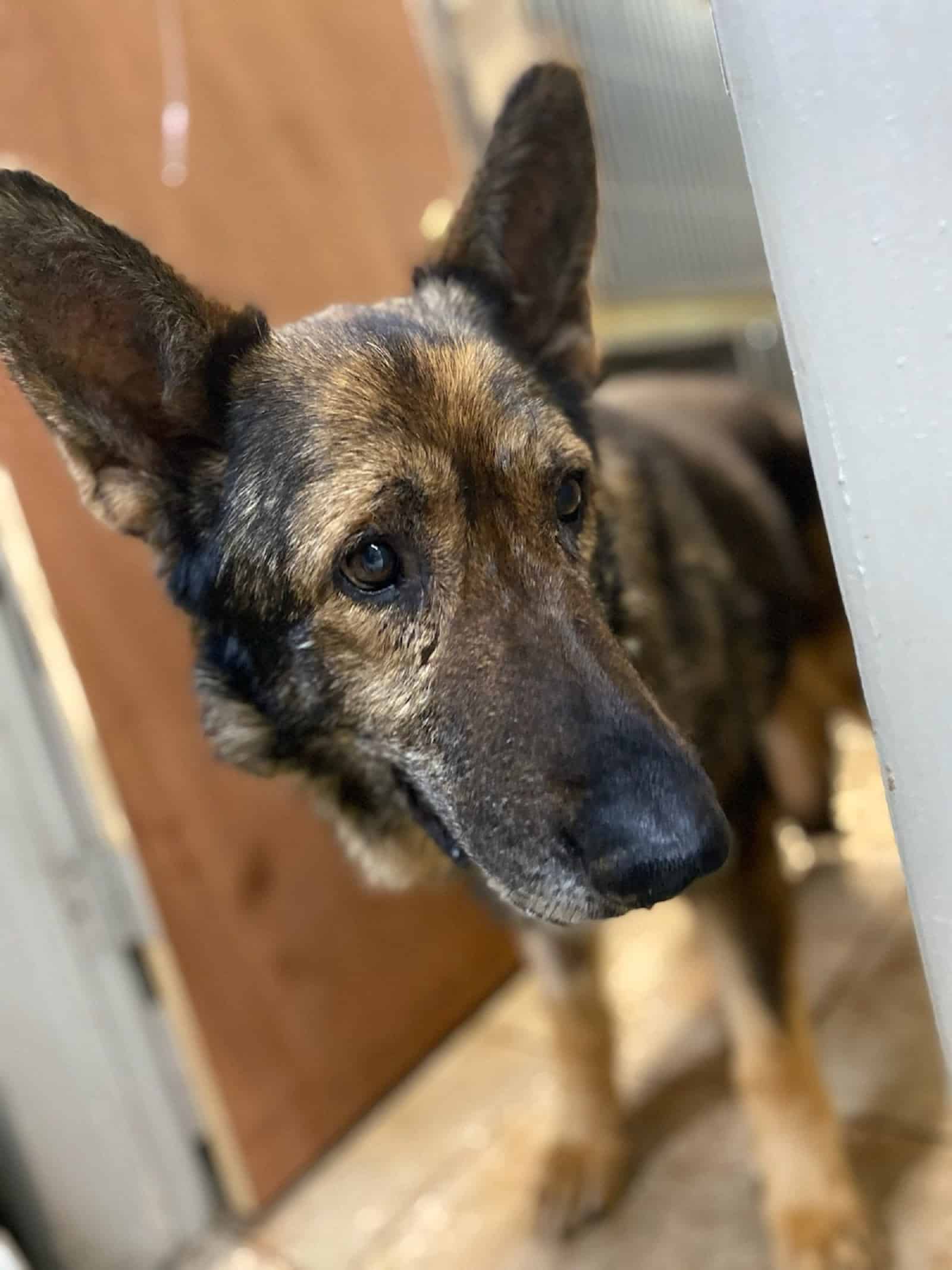 german shepherd dog standing on doorway in house