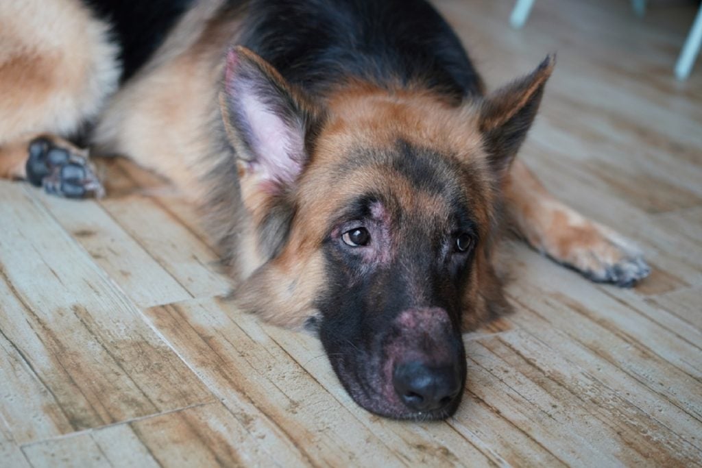 7 Reasons Why Your German Shepherd Is Losing Hair