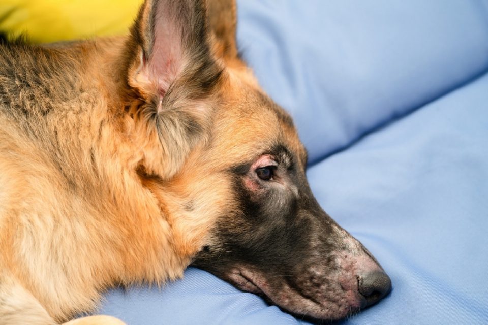 7 Reasons Why Your German Shepherd Is Losing Hair