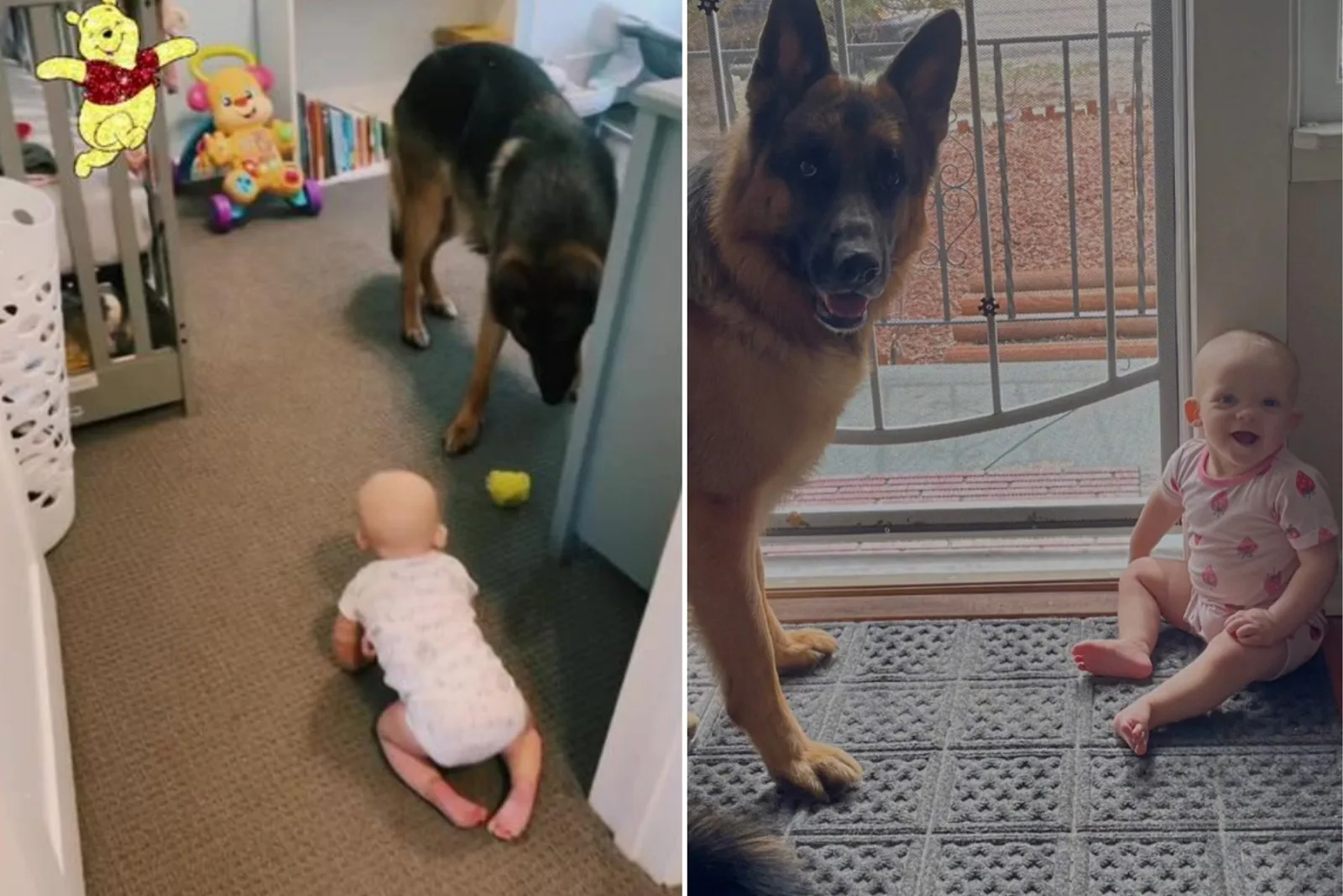 german shepherd playing with a baby in house