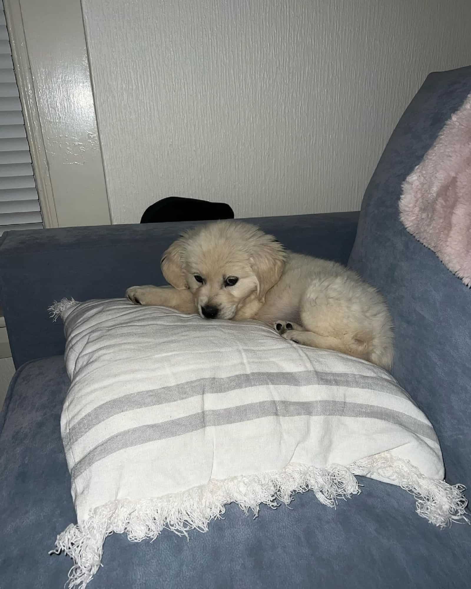 golden retriever puppy lying on the sofa on white pillow