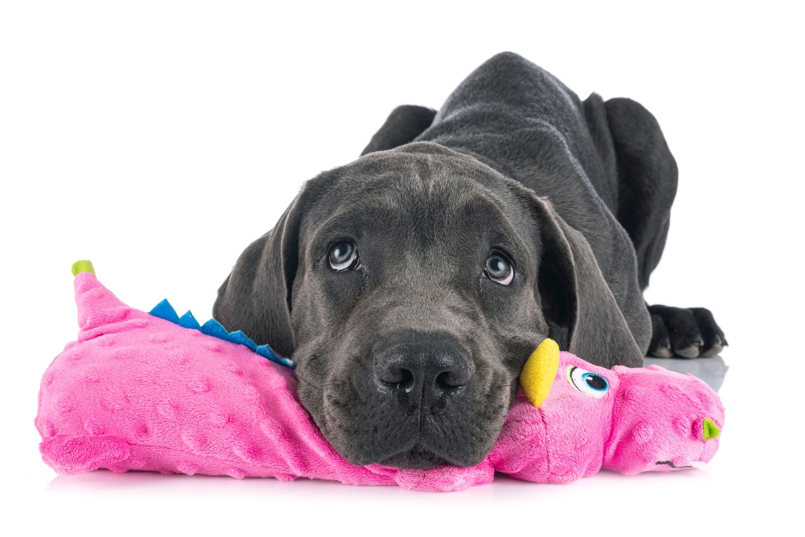 great dane with pink toy