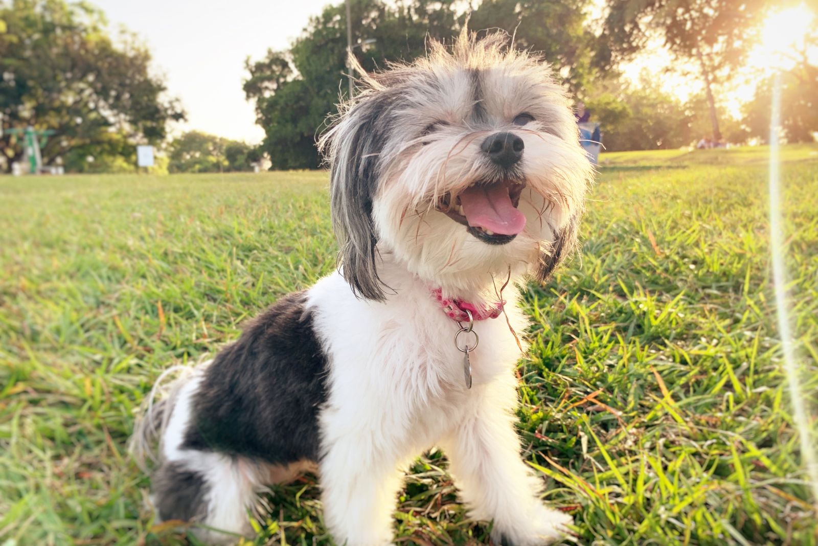 havanese dog smiling in the park