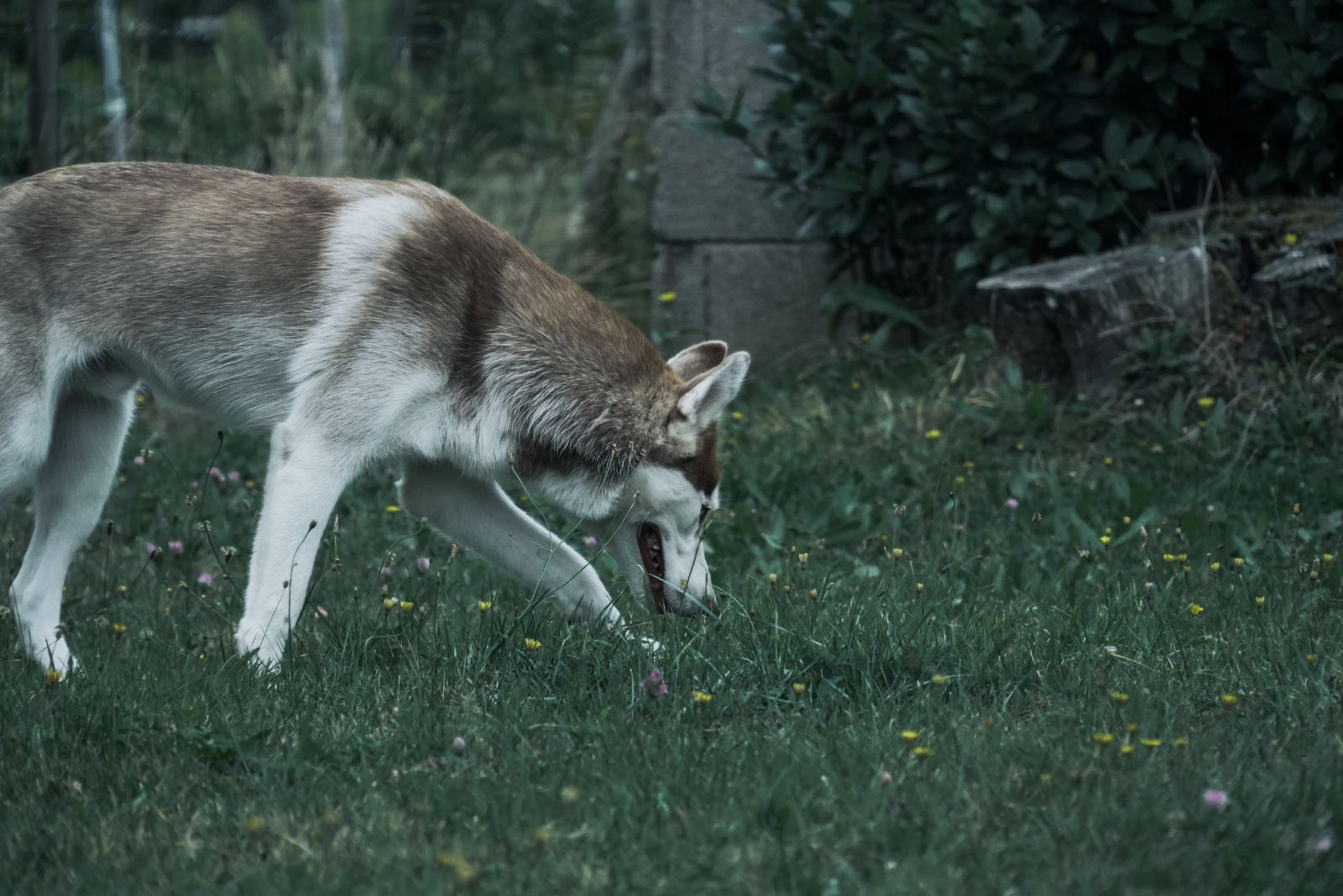 husky hunting