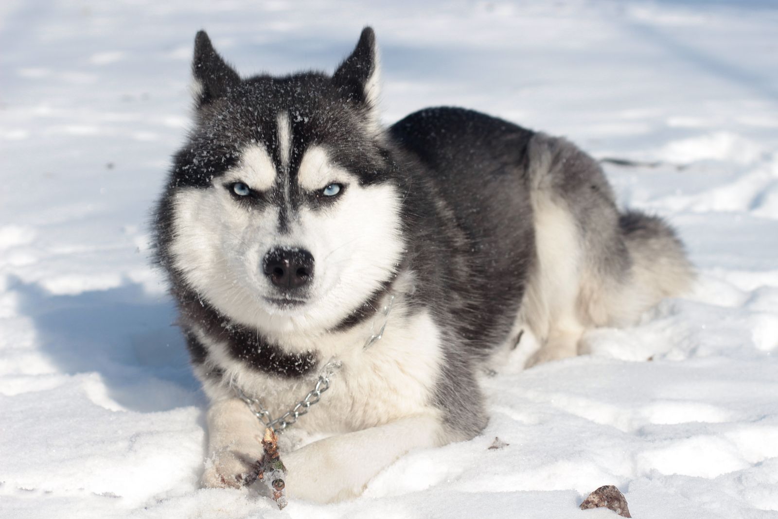 husky in the snow