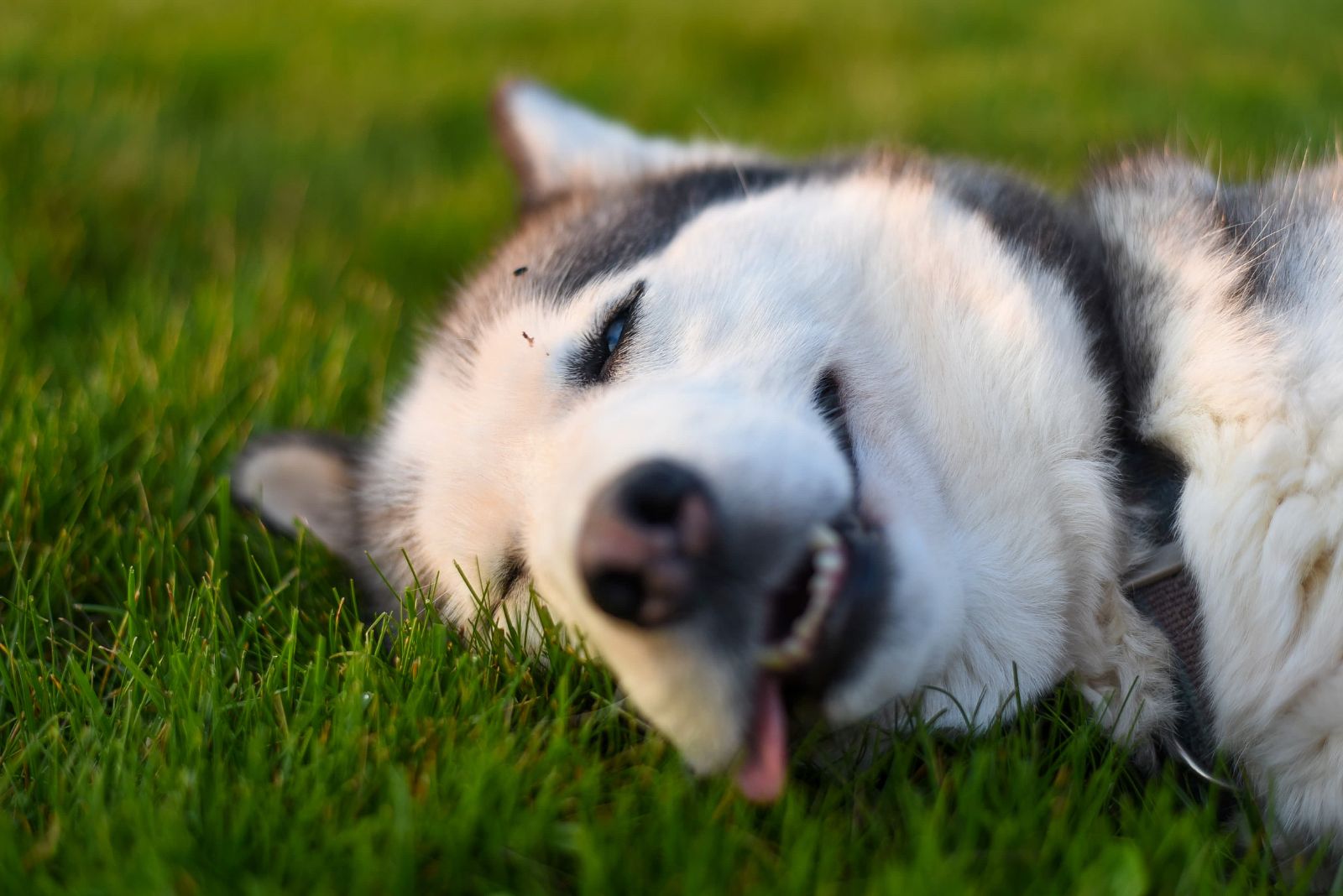 husky smiling in the grass