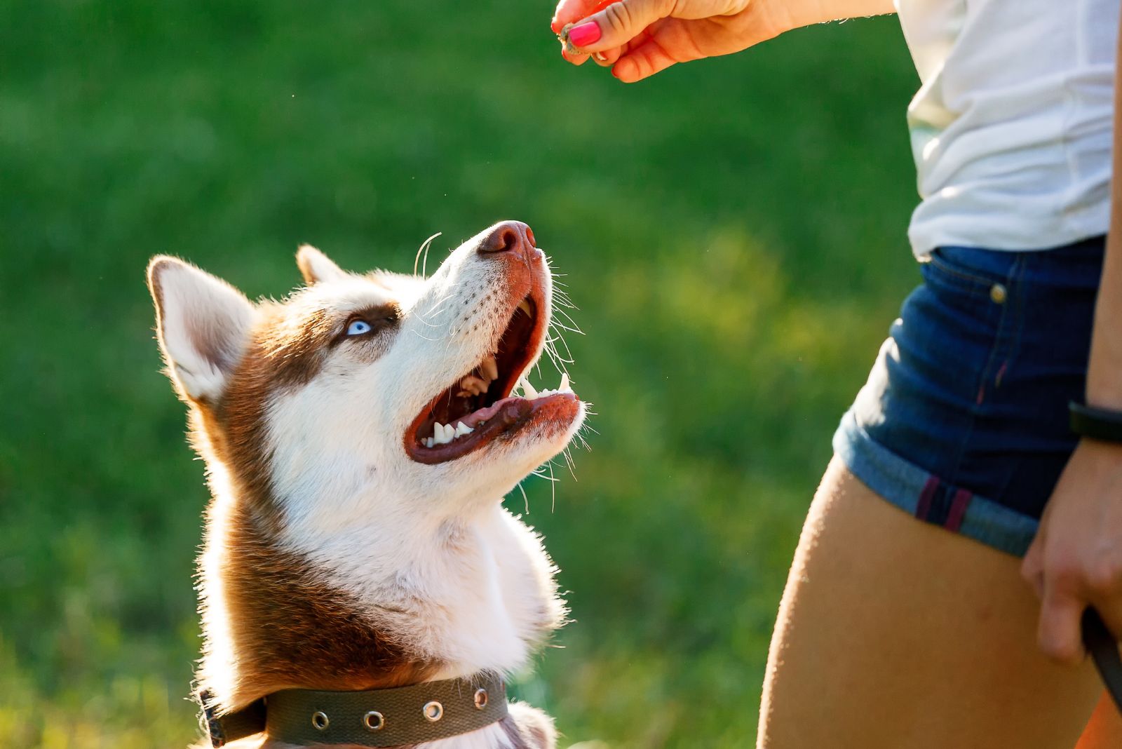 husky training