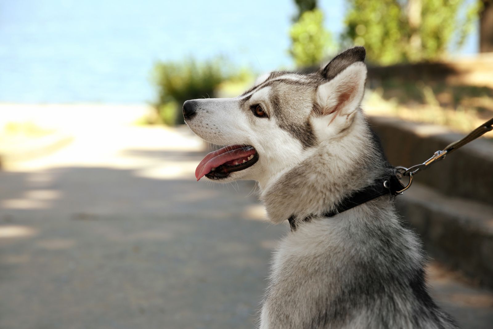 husky walking on leash