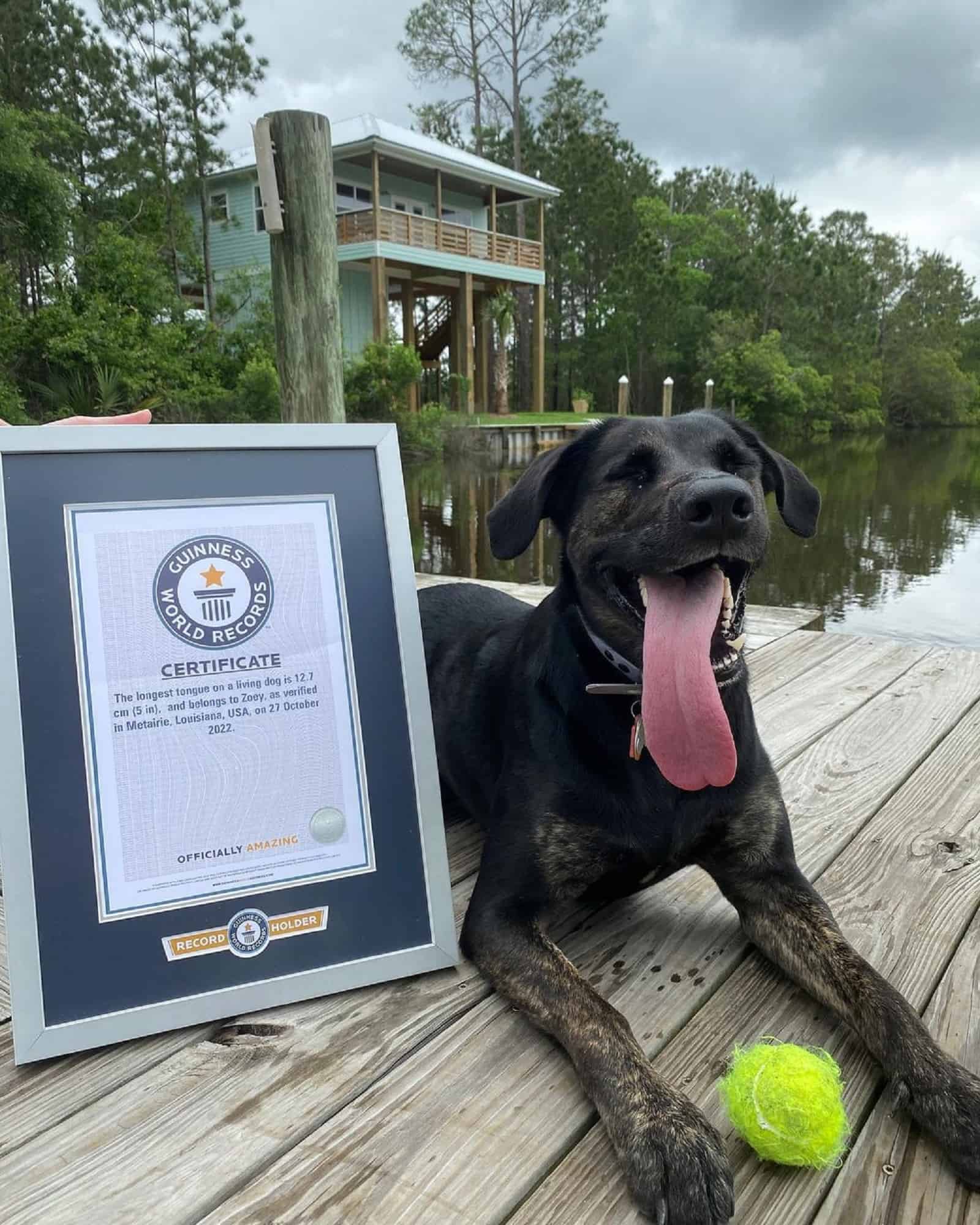  lab and gsd mix dog with longest her certificate