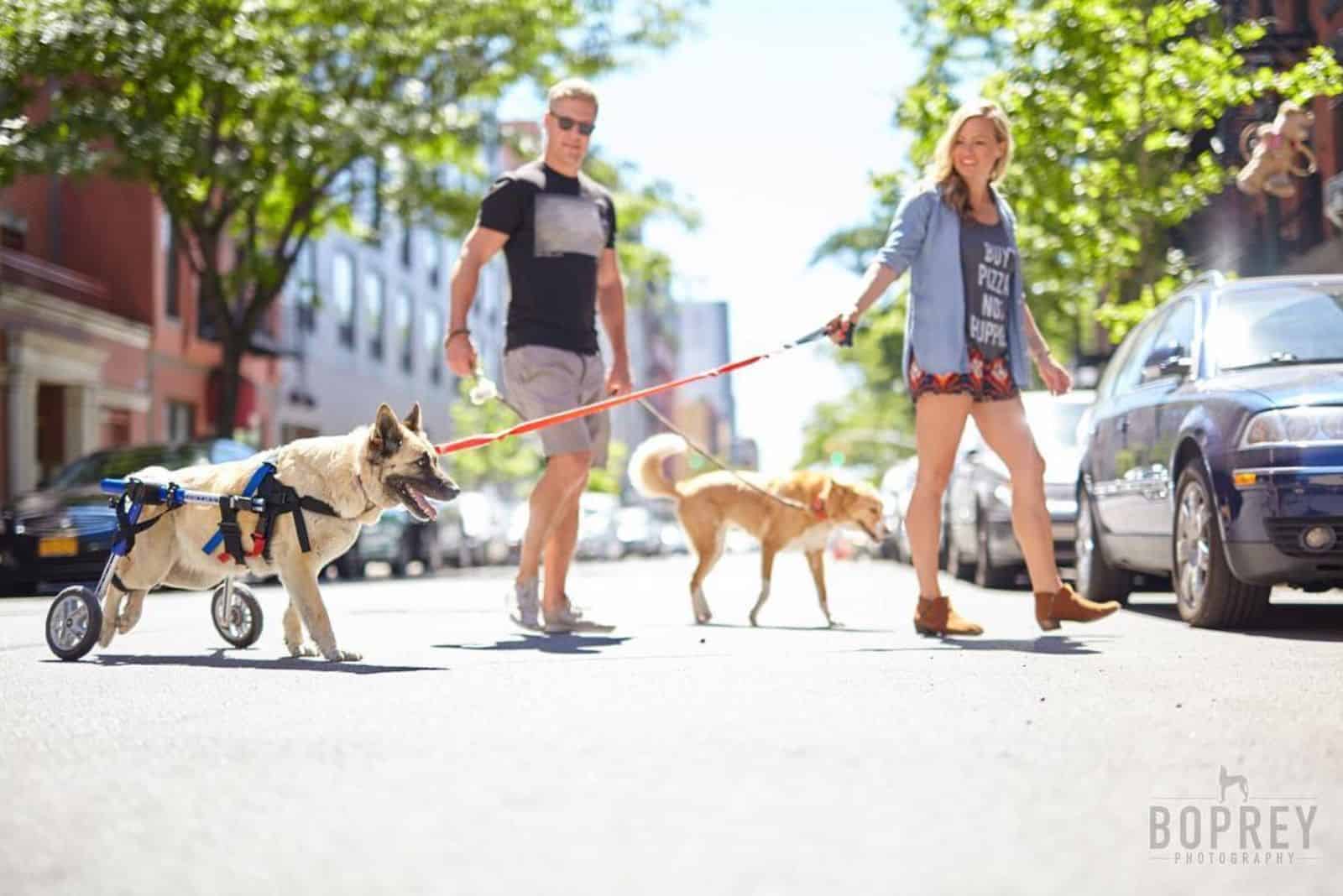 man and woman walking with their dogs on the street