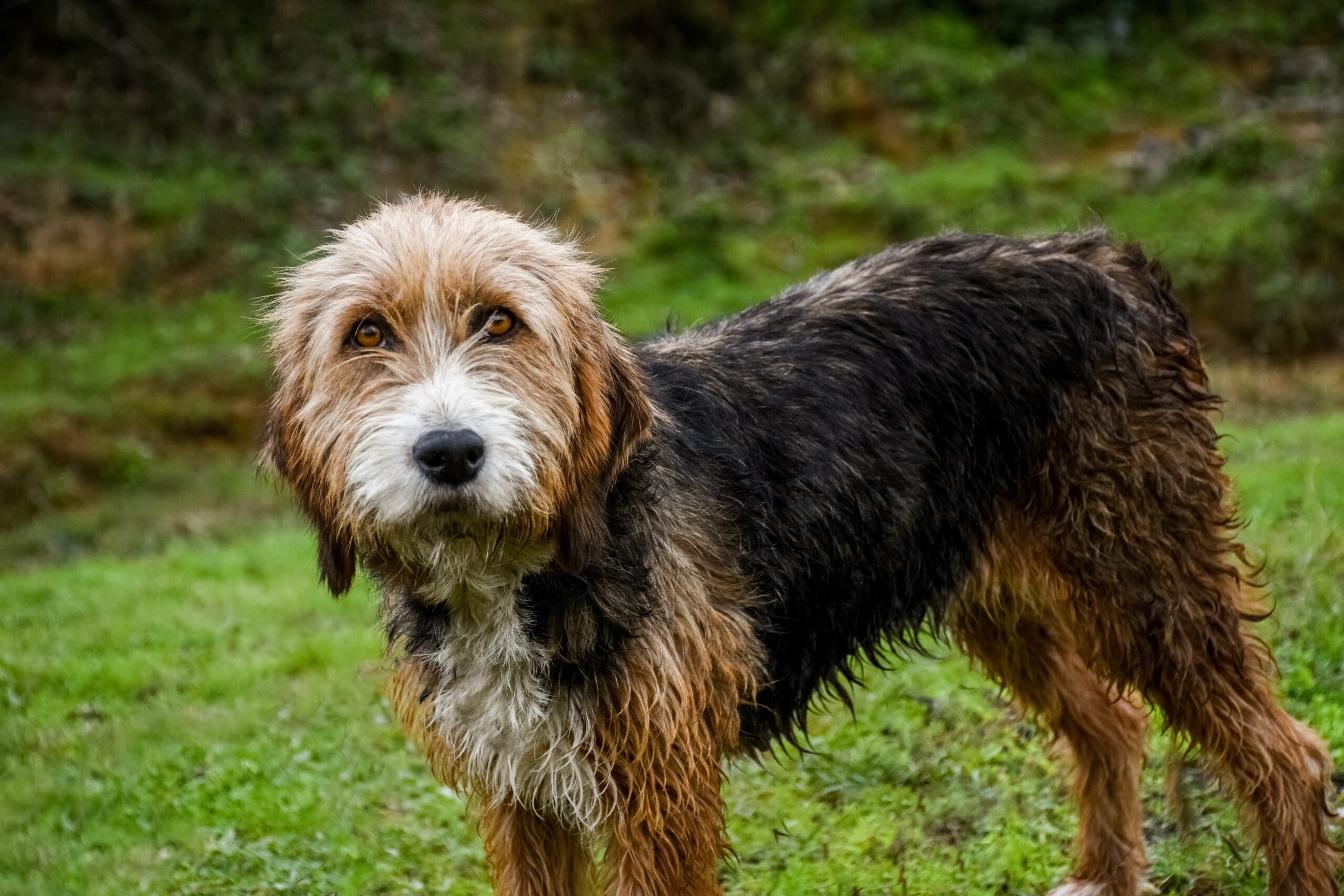 otterhound with wet coat