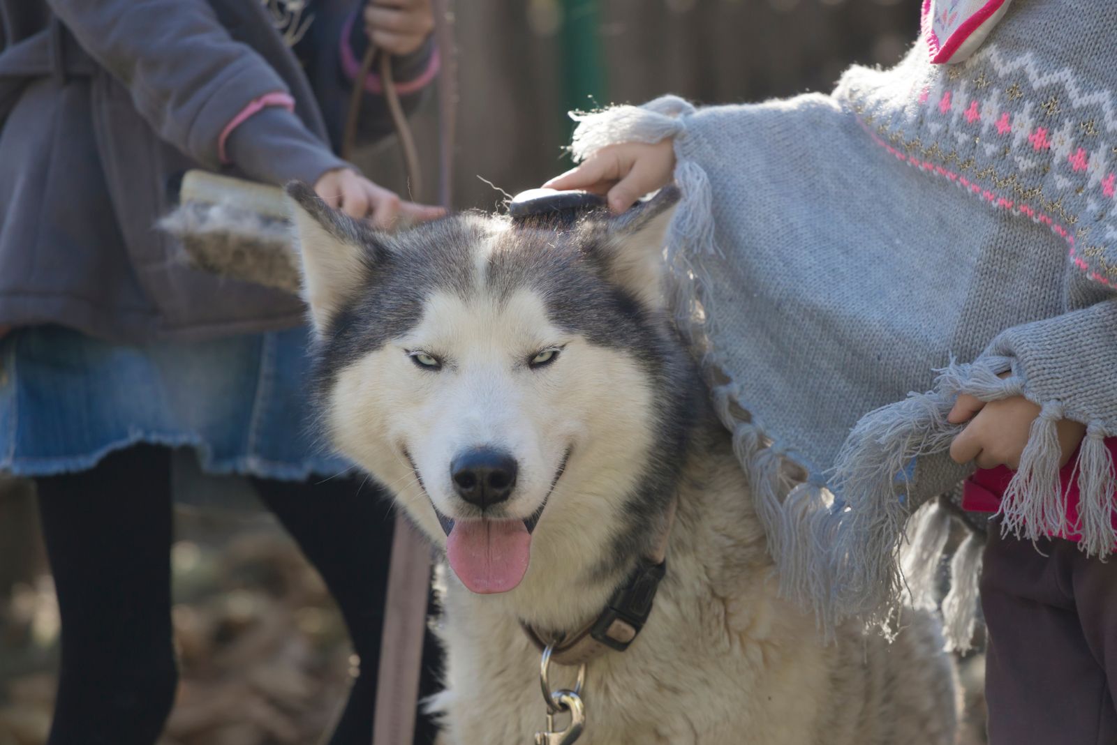 people brushing husky