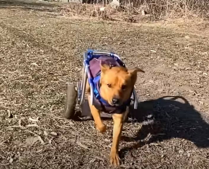 photo of a happy and recovered codrut on a walk