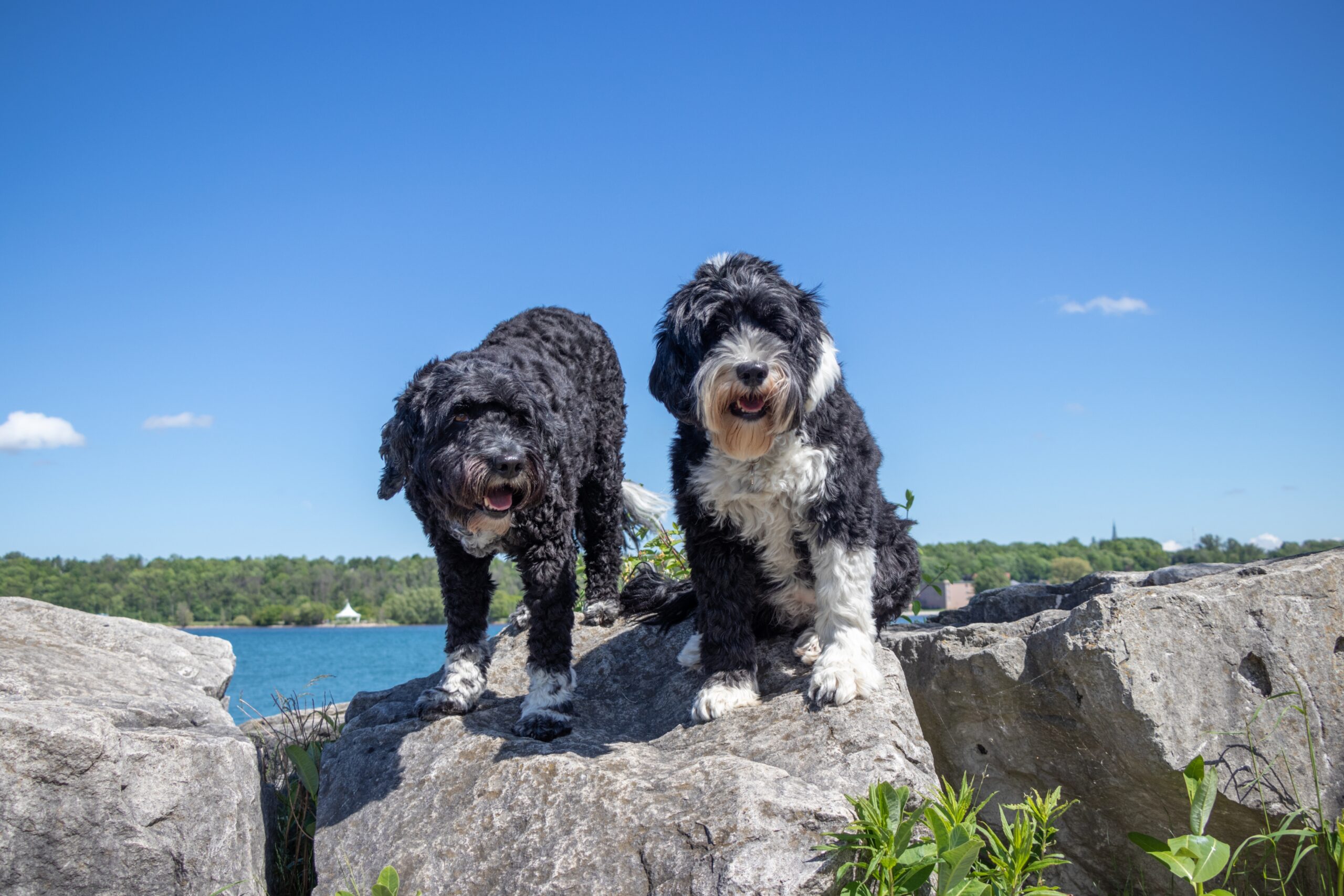 two portuguese water dogs sitting