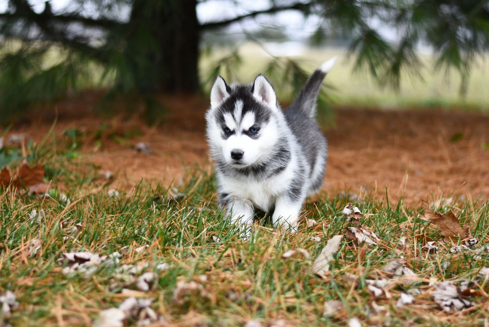 puppy husky walking