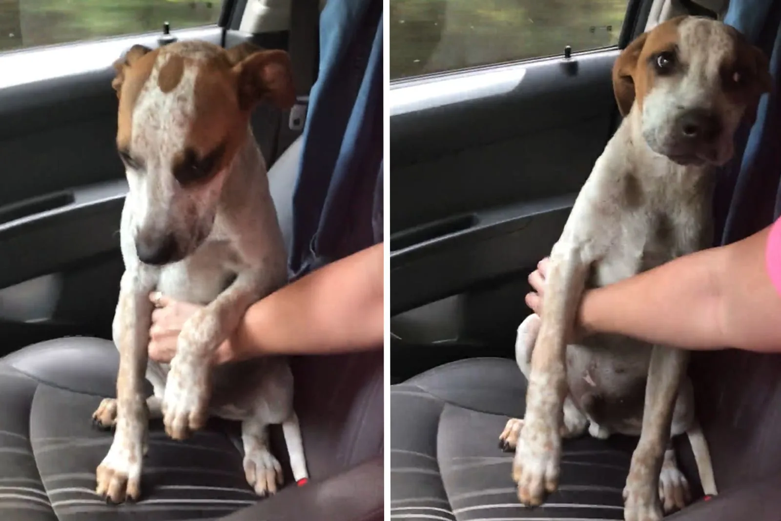 rescued dog in a car