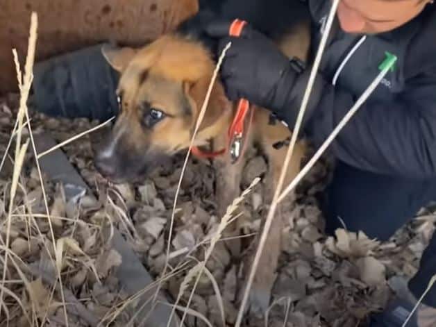 sad and abused GSD covered in porcupine quills