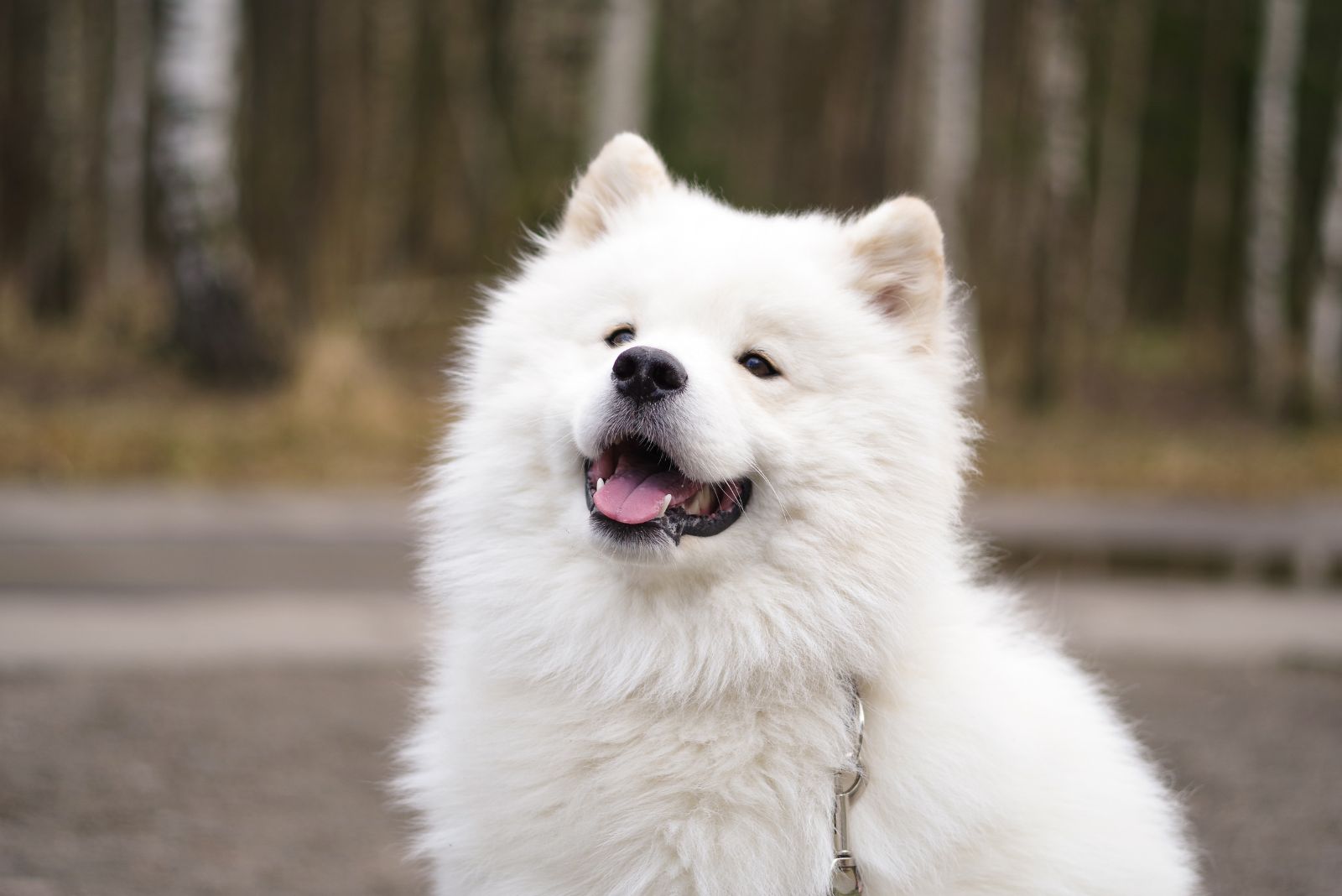 Samoyed puppy smiling