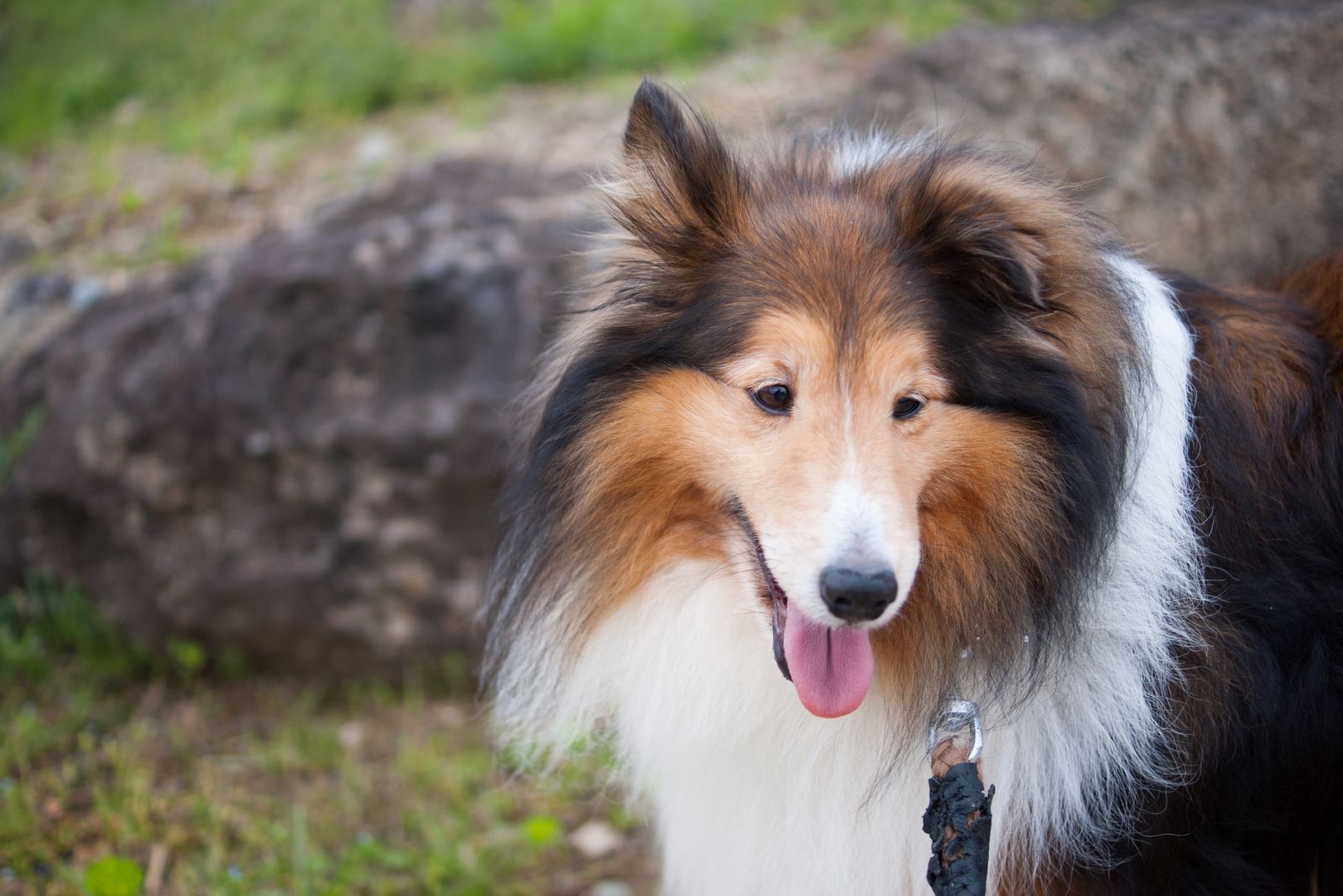 shetland sheepdog in nature