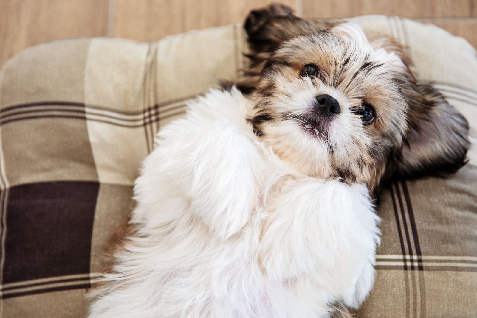 shih tzu puppy