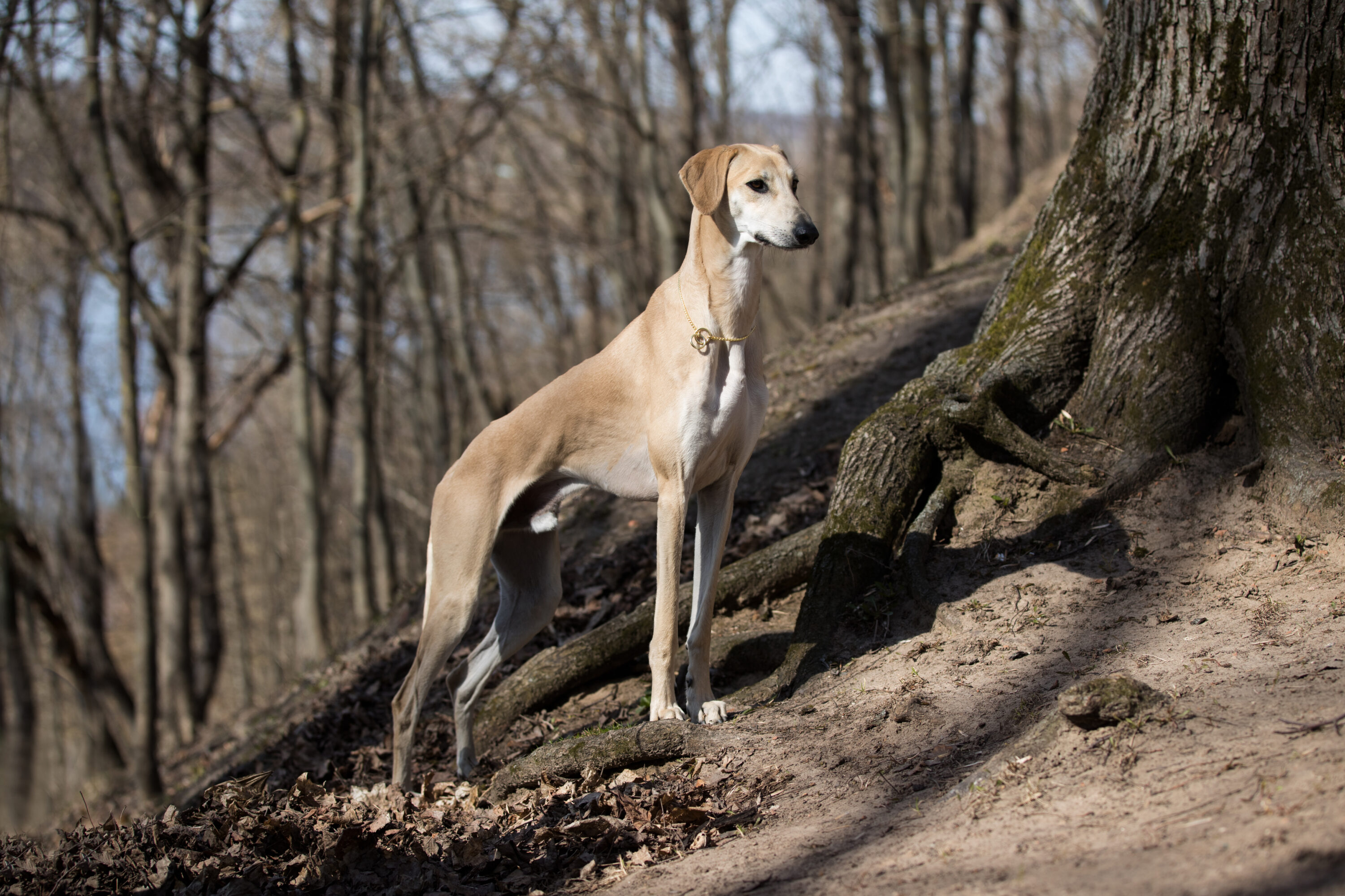 sloughi standing in nature