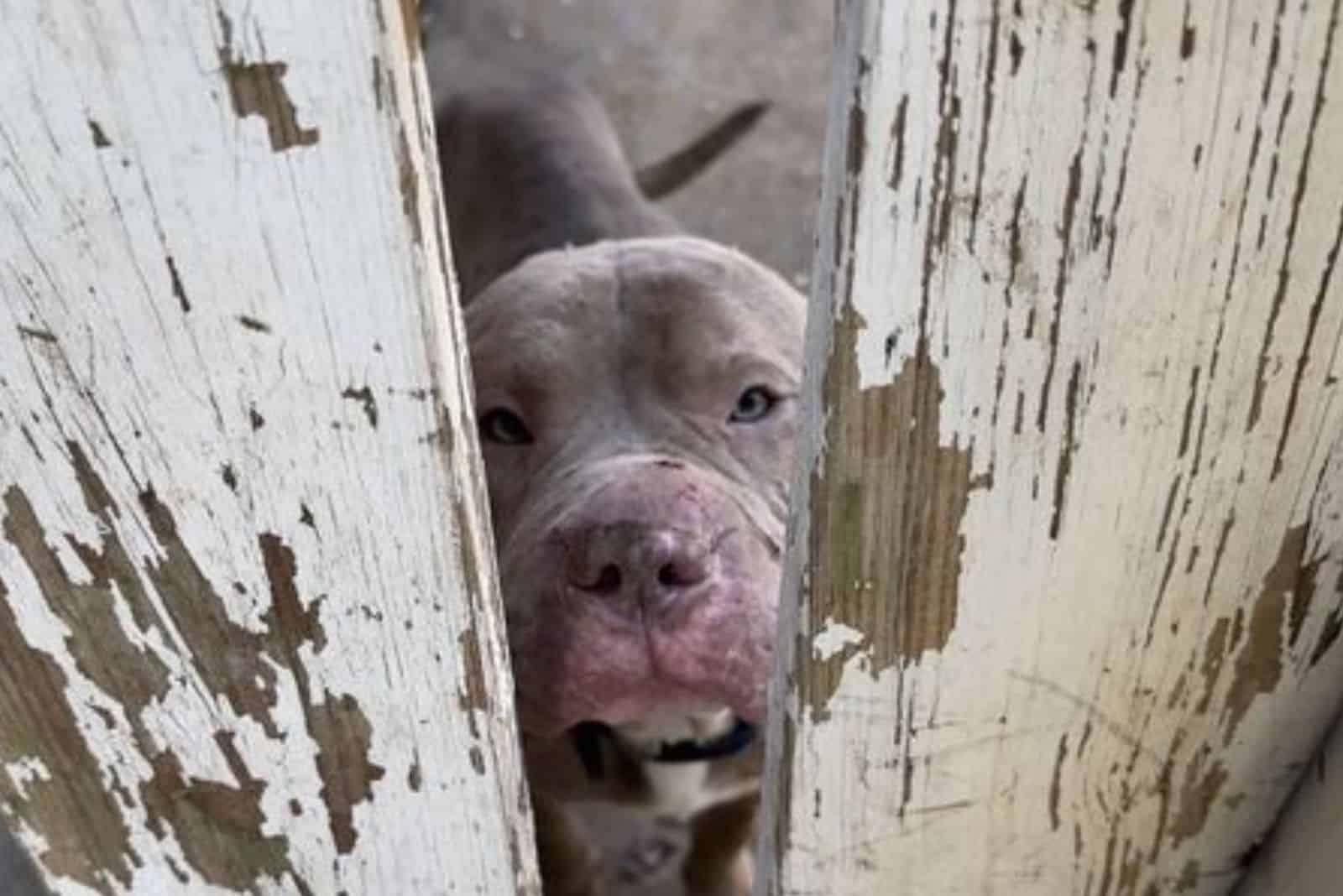 stray dog looking through the gate and follows a man