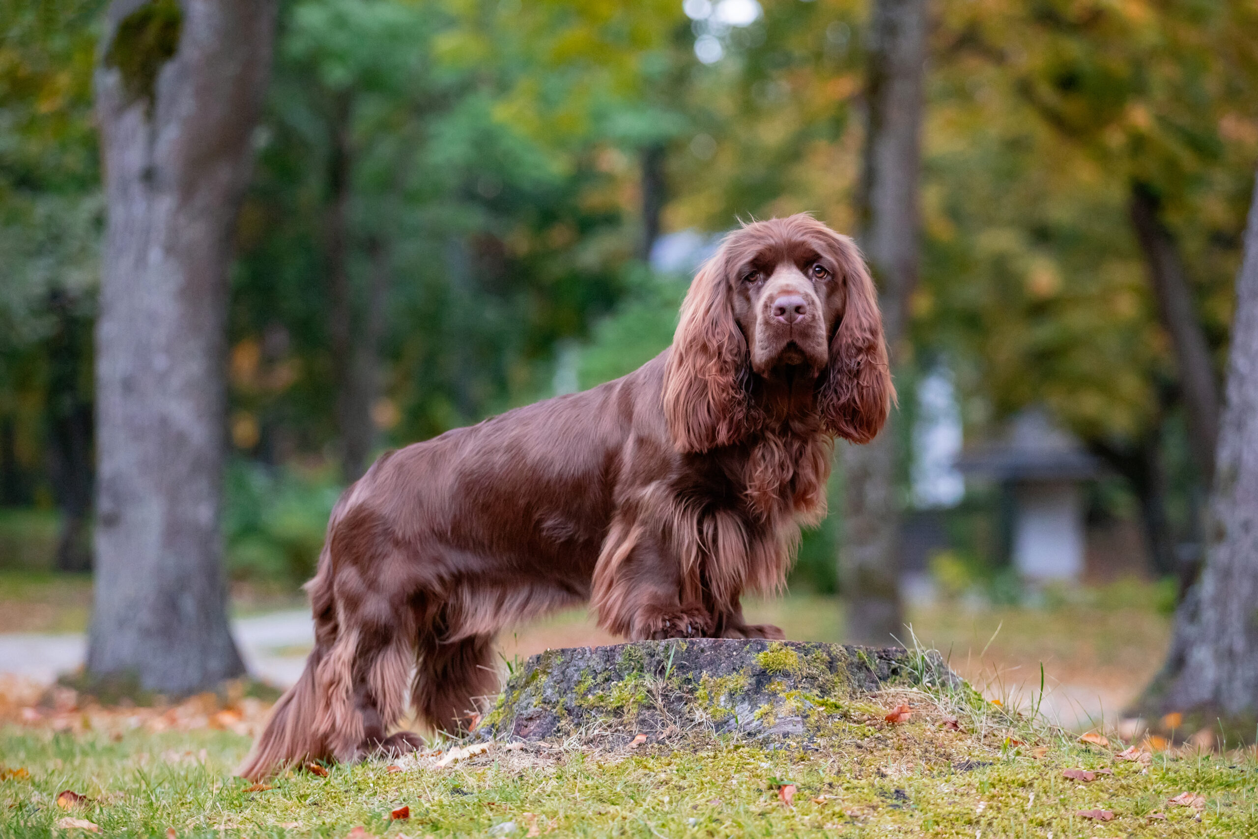 sussex spaniel standing in the grass