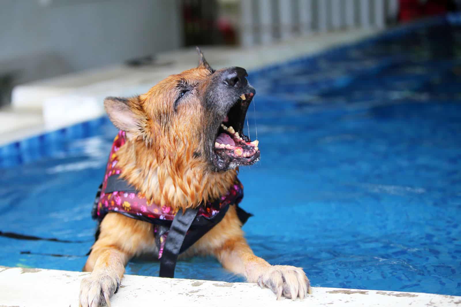 the German shepherd barks in the pool