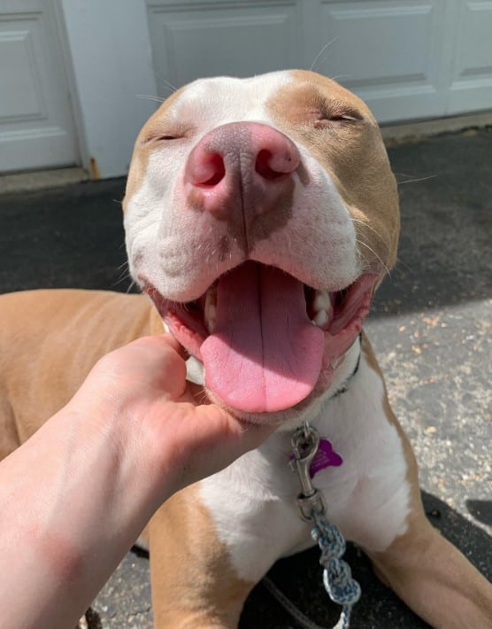 the dog enjoys while the woman caresses his neck