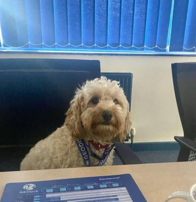 the dog is sitting on a chair at work