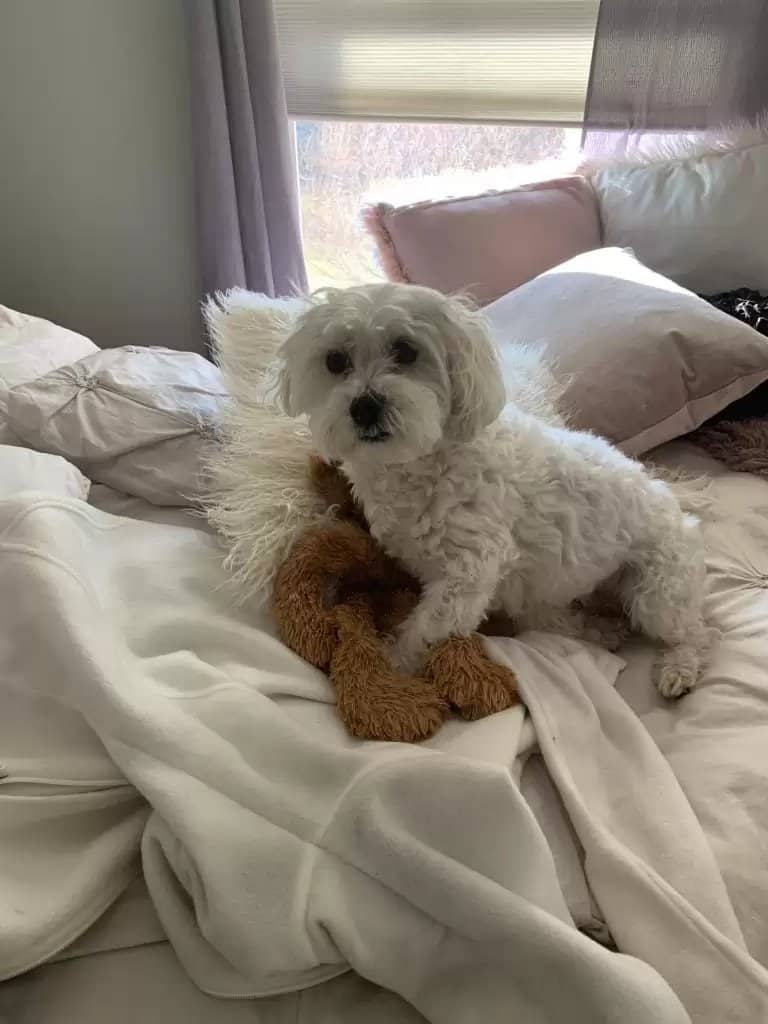 the dog is sitting on the bed next to his friend