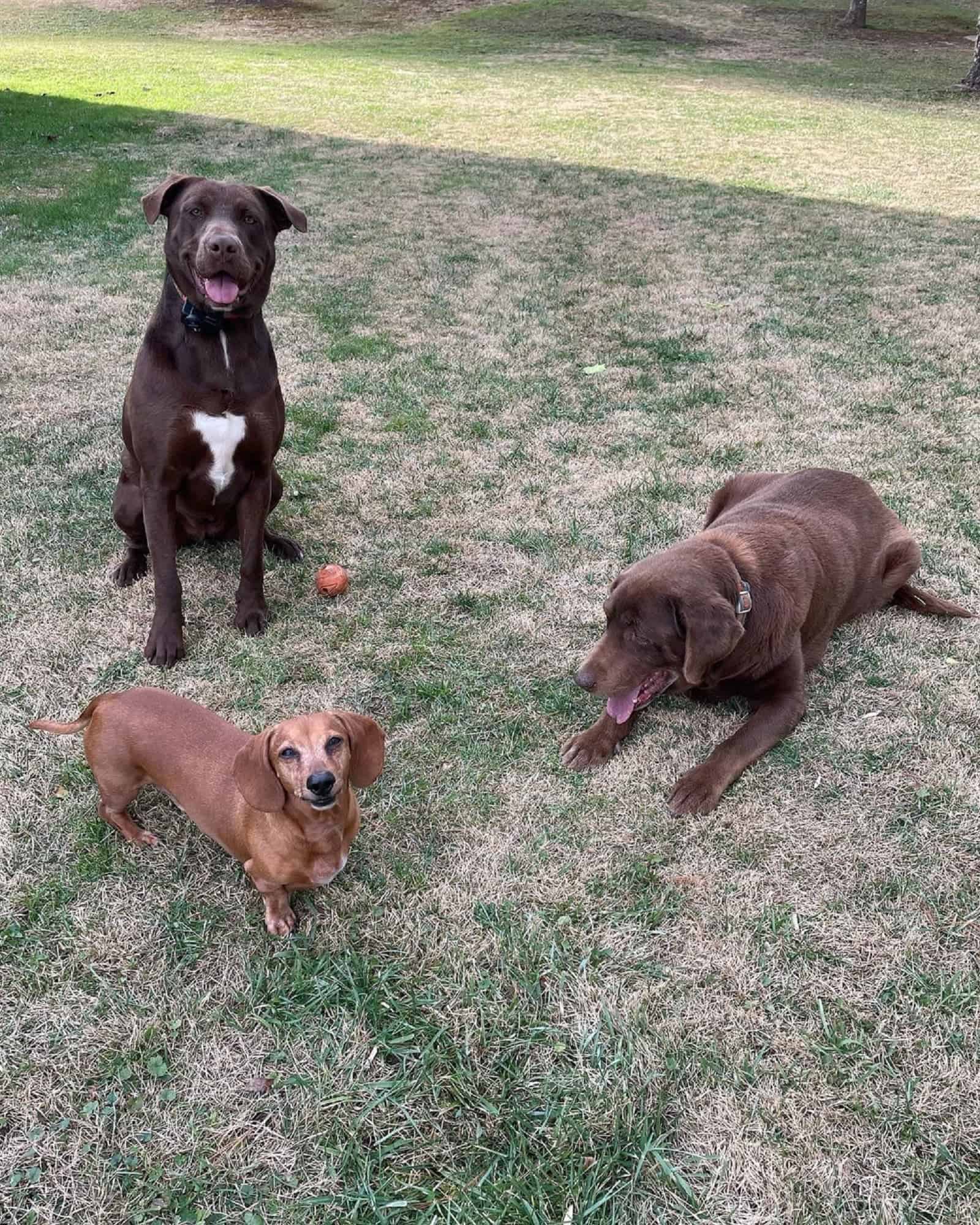 three dogs playing together on the grass