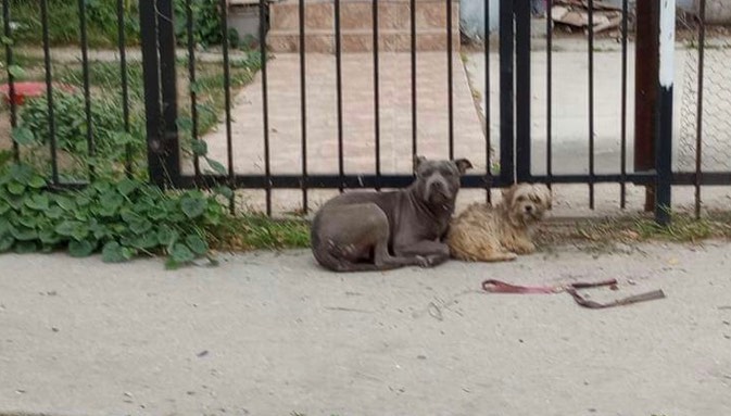 two abandoned dogs