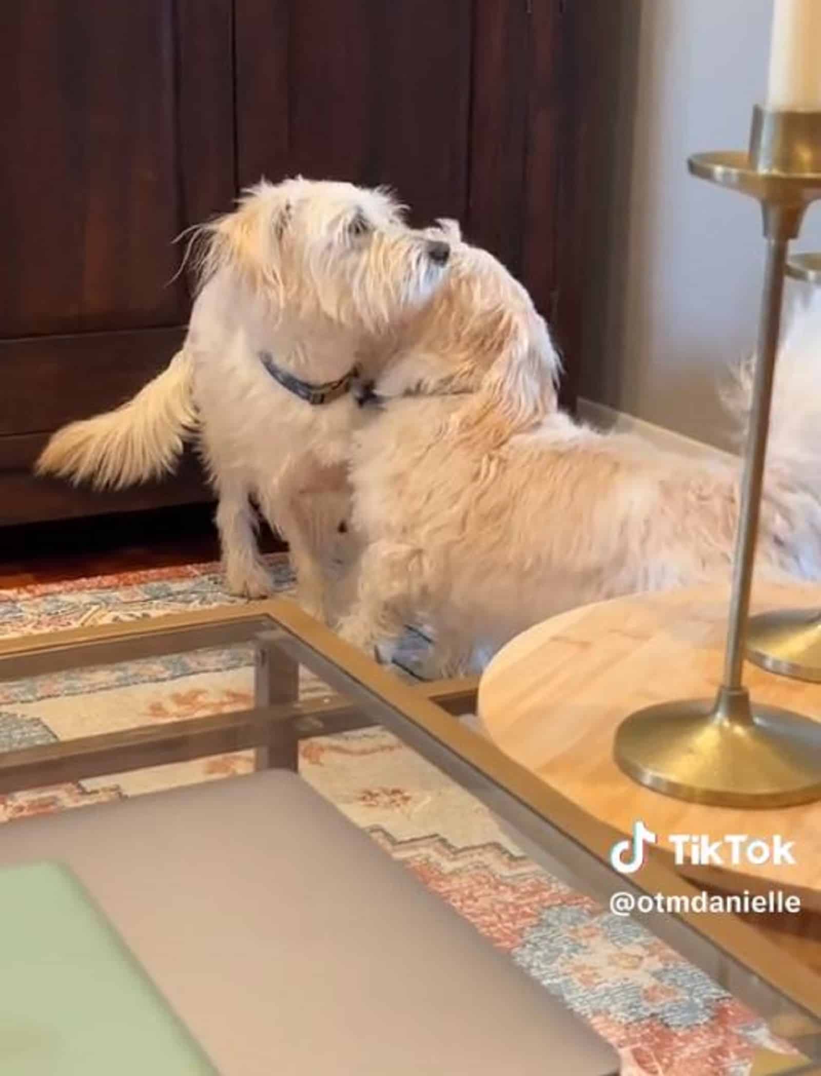 two dogs playing together in the living room