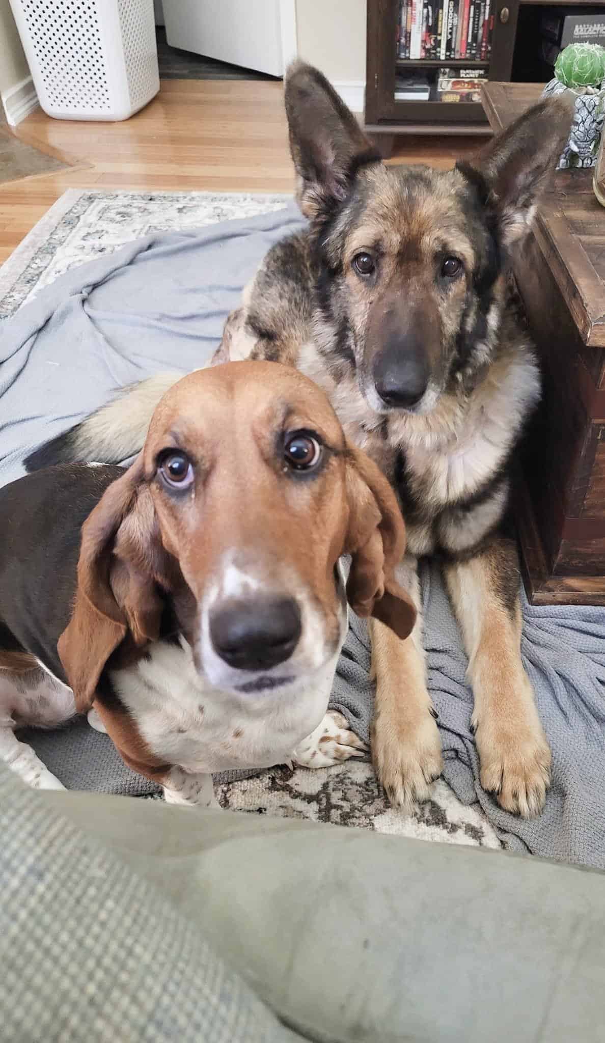 two dogs sitting on the carpet in the living room