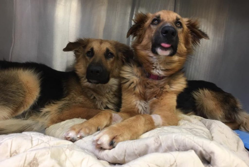 two german shepherds are sitting next to each other on the couch