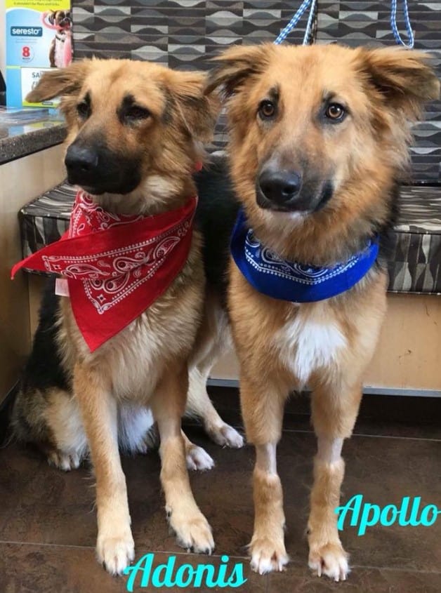 two german shepherds side by side