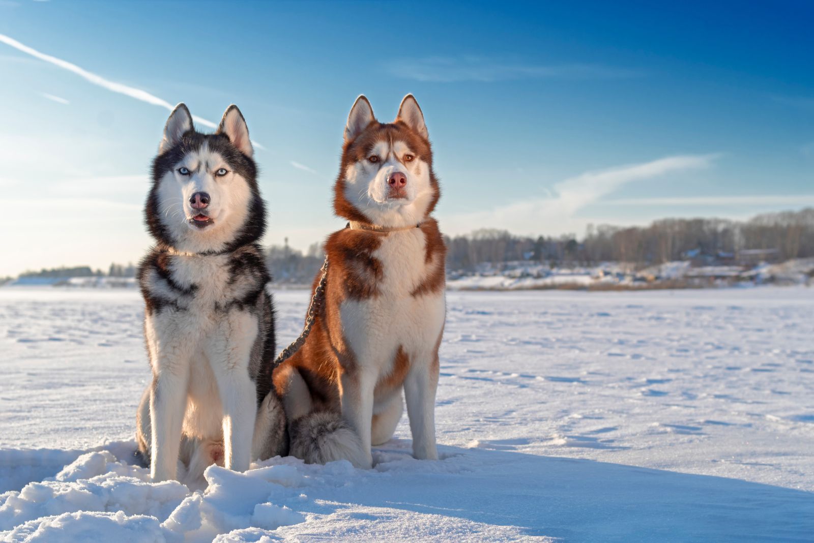 two huskies in the snow