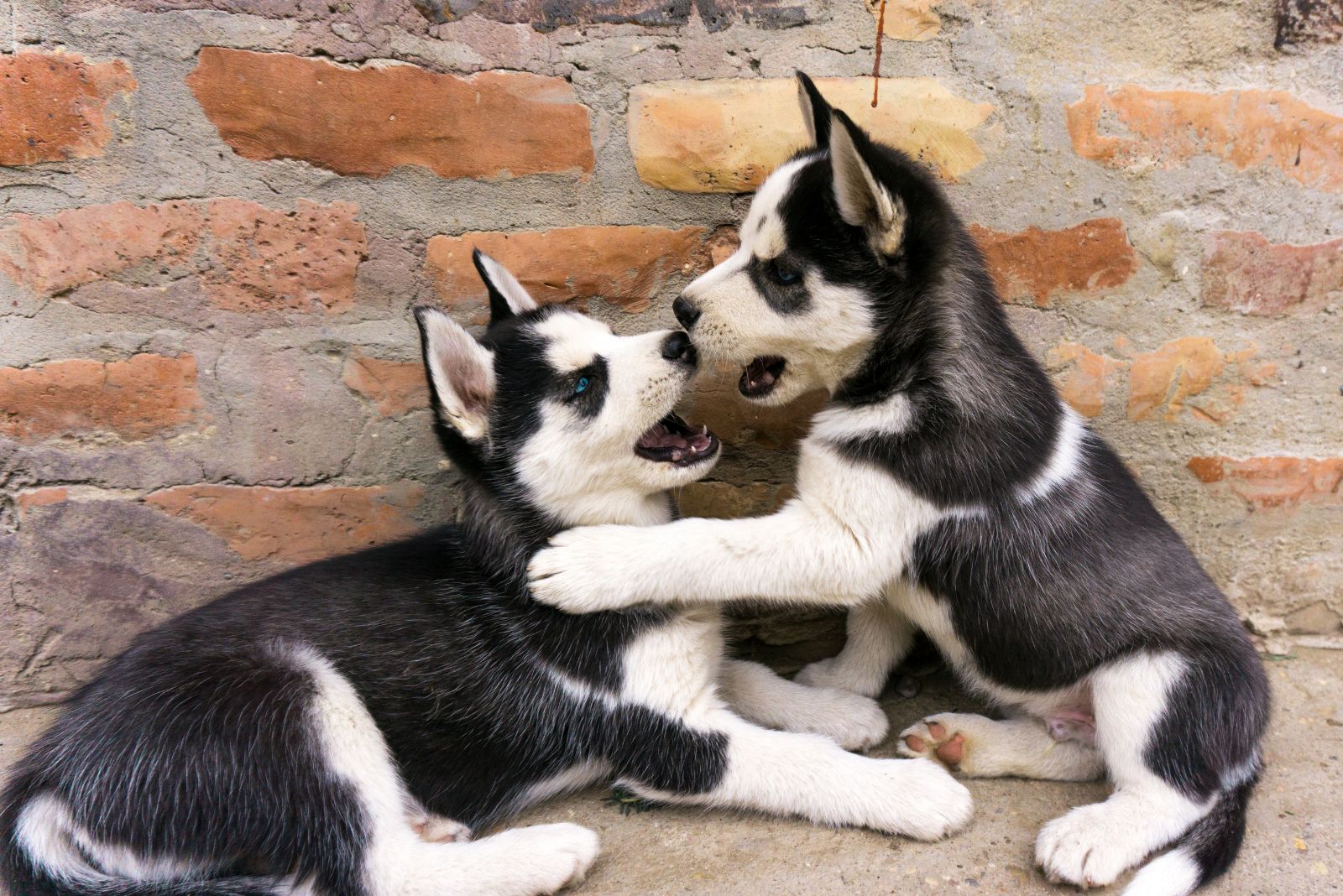 two huskies playing