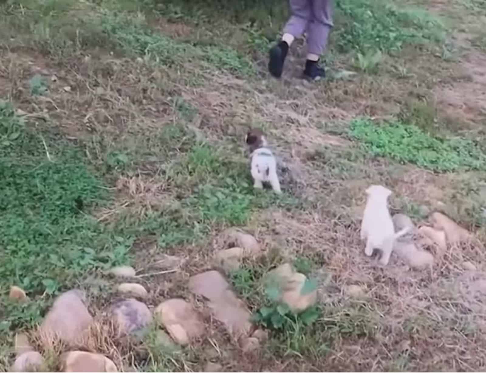 two puppies walking toward a man