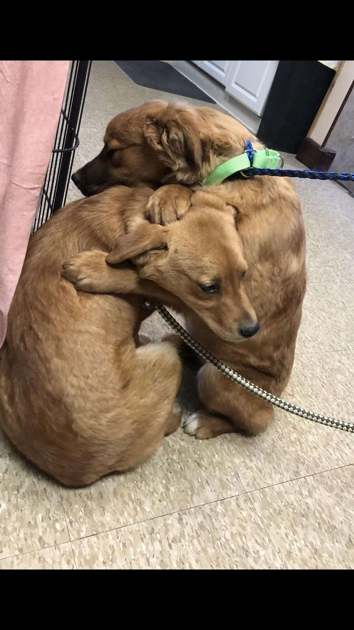 two puppies hugging each other after being rescued