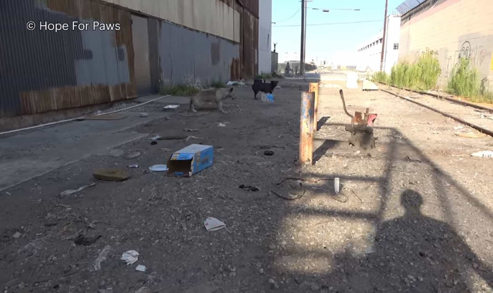 two stray dogs near the railroad tracks