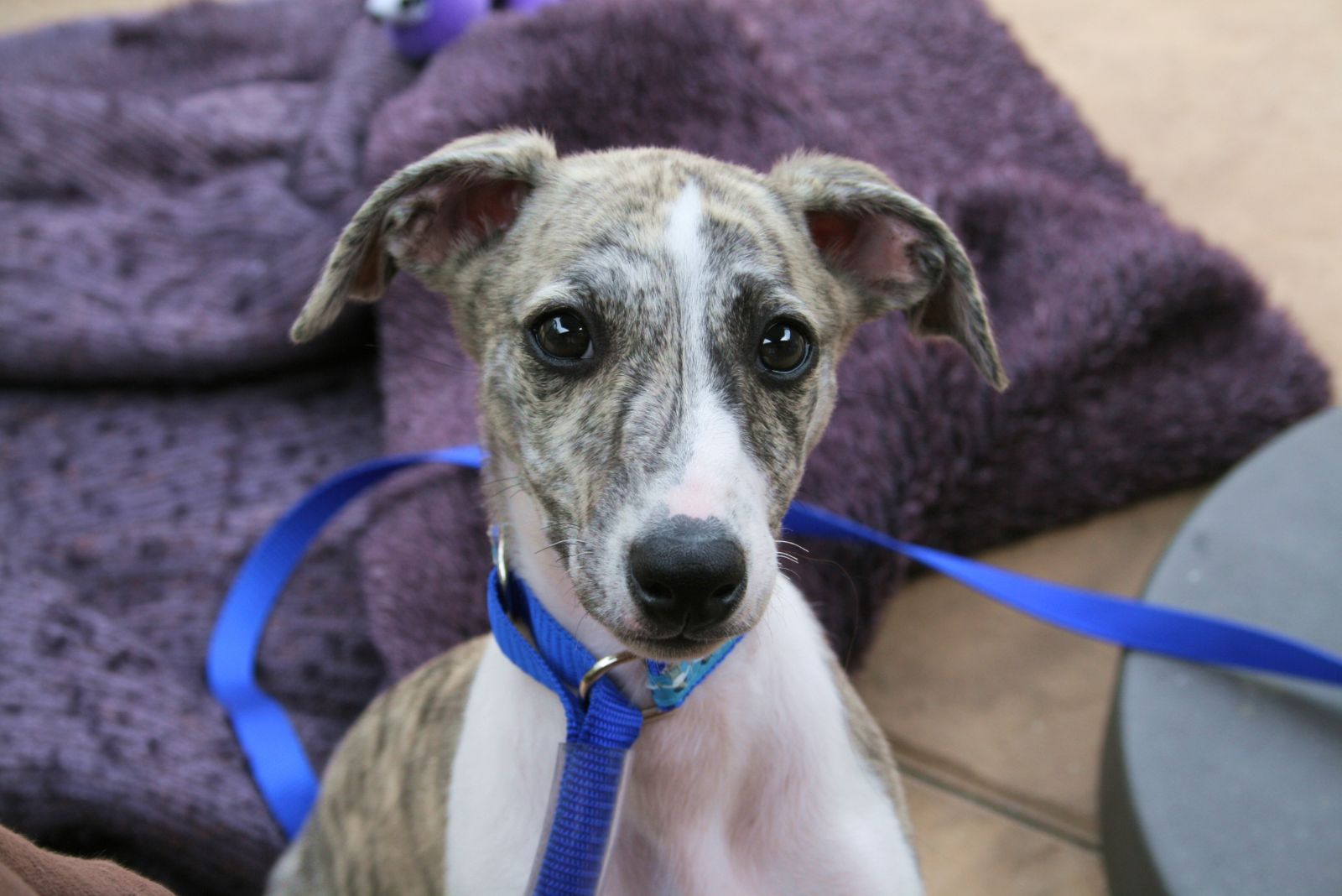 whippet with blue collar