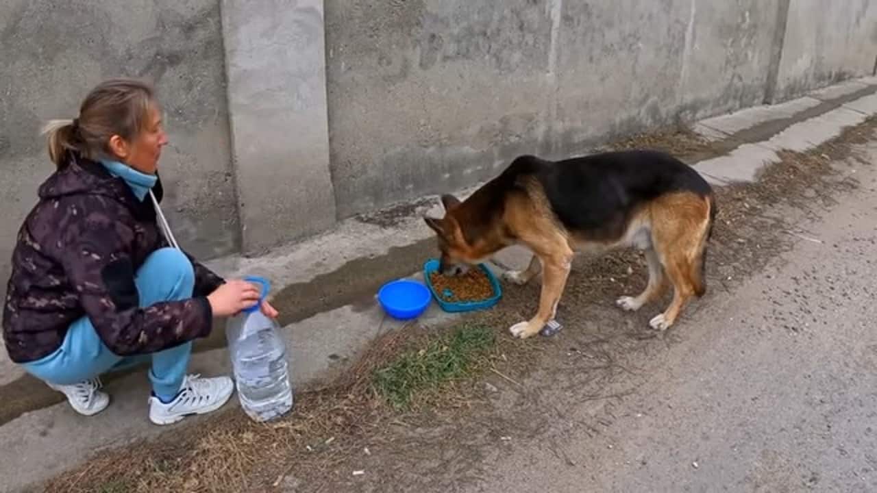 woman giving food and water to stray german shepherd dog on the street