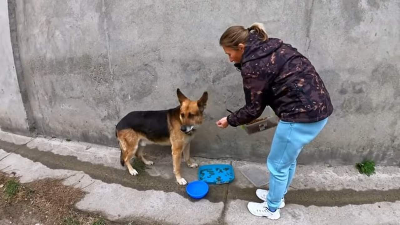 woman giving food to stray german shepherd dog on the street