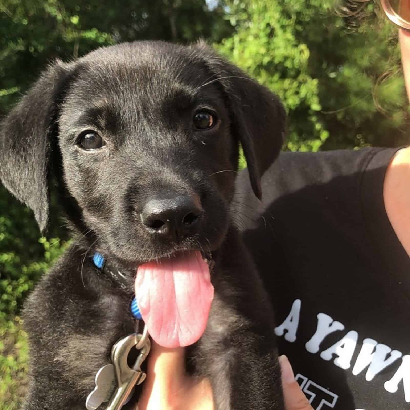 woman holding black puppy with long tongue