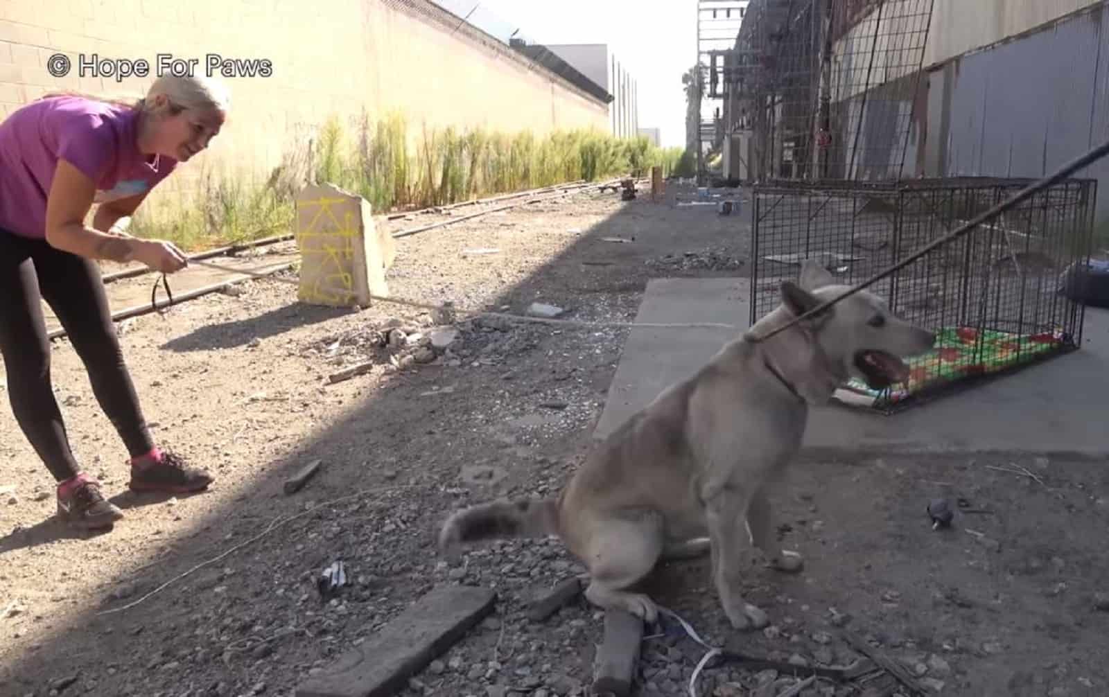 woman rescues stray dog puts leash on him